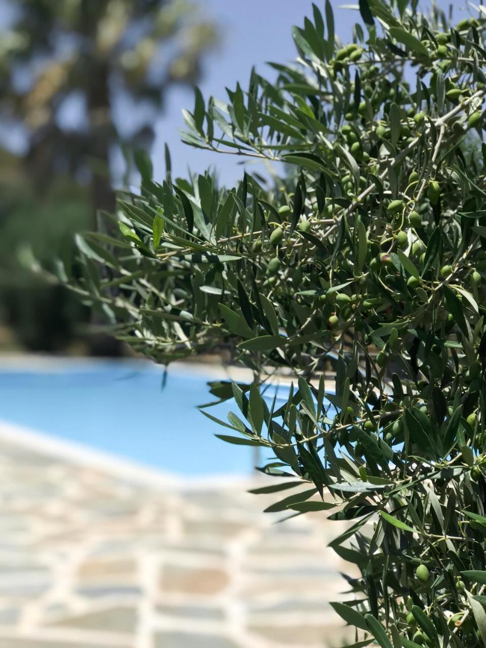 Irida Studios Hotel & Pool Plakias Zewnętrze zdjęcie